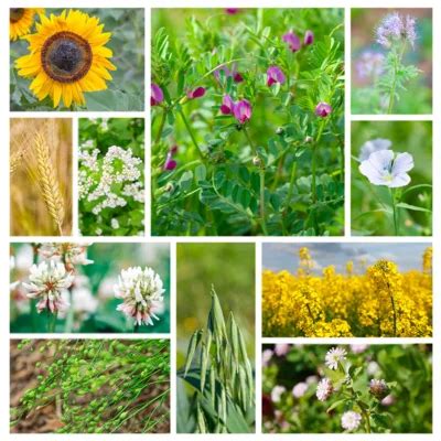 Mélange d'engrais verts en croissance