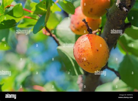 Fruits mûrs d'abricotier sur l'arbre