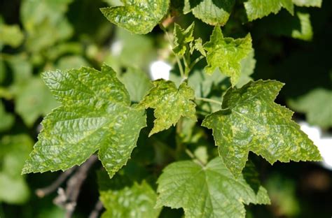Feuilles d'abricotier atteintes par une maladie