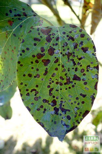 Feuilles de cognassier atteintes de l'entomosporiose
