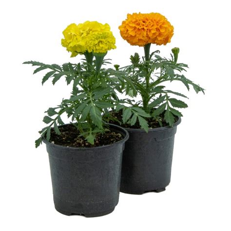 Photo de Tagetes erecta en pleine floraison, avec ses grandes fleurs doubles et colorées.