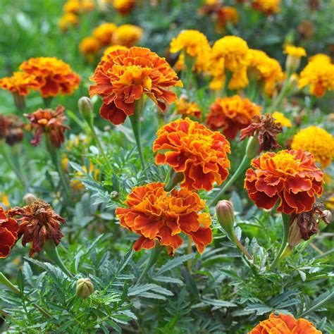 Photo de Tagetes patula, montrant ses petites fleurs simples et son feuillage fin.