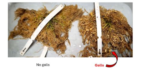 Image d'échantillons de racines de tomates montrant différents degrés d'infestation, de 0 (pas de galles) à 10 (galles très grandes, plus de racines secondaires) par Meloidogyne incognita.