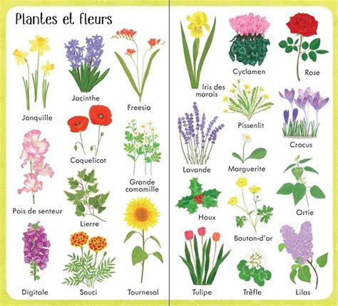 Différents types de plantes et fleurs pour jardin