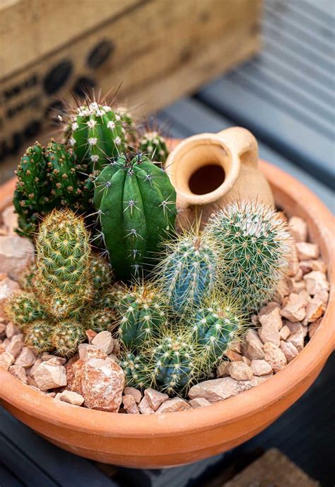 Outils désinfectés pour la taille de cactus