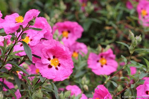 Illustration d'un ciste en fleurs dans un jardin méditerranéen