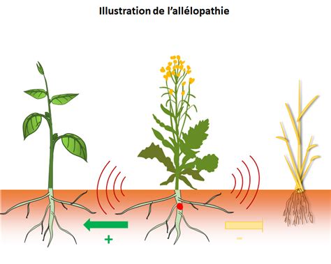 Schéma illustrant les propriétés allélopathiques du ciste