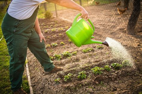 arrosage potager été