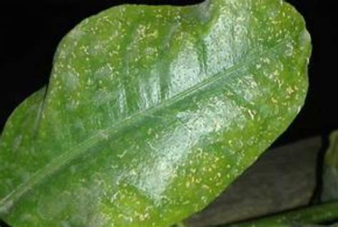 Dégâts d'acariens sur feuilles de bonsaï