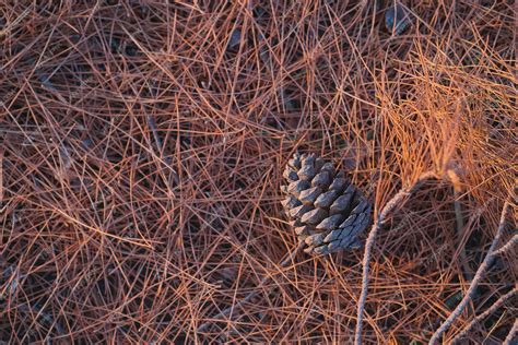 Aiguilles de pin tombées sur le sol d'une forêt