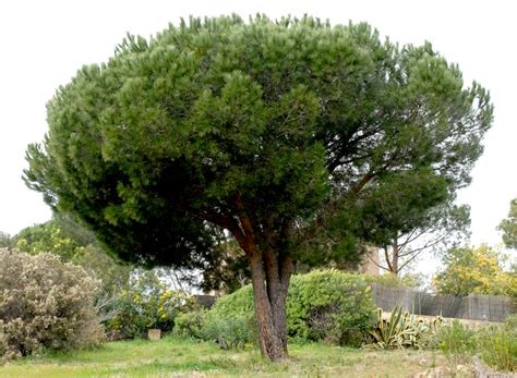 Photo d'un jeune pin parasol avec un port élancé