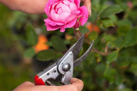 Outils de taille indispensables pour les rosiers