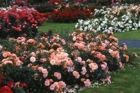 Rosiers couvre-sol bien entretenus