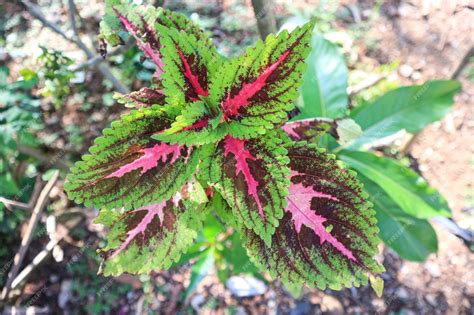 Variété de couleurs de feuilles de Coleus
