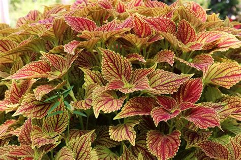 Schéma d'exposition à la lumière pour Coleus