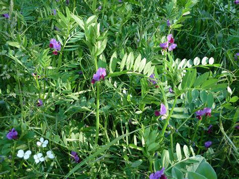 Illustrations de trèfle, vesce et sainfoin