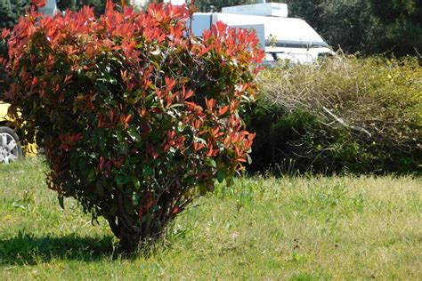 Schéma des différentes techniques de taille du photinia