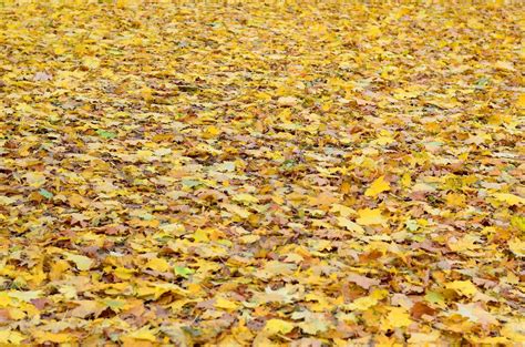 Feuilles d'automne tombées sur le sol