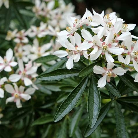 Exemple de Choisya 'Snow Flurries' planté en haie