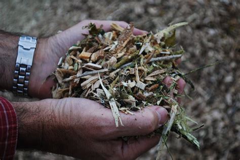 Jeunes rameaux de bois coupés pour la production de BRF