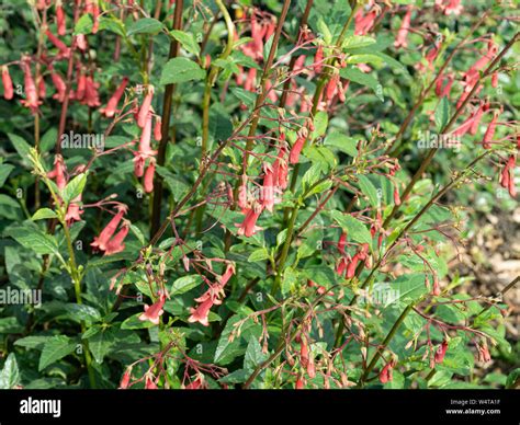 Gros plan sur les fleurs en forme de trompette d'un Weigelia 'Bristol Ruby' montrant la gorge tachetée