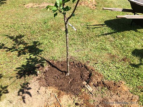Préparation du sol et plantation d'un jeune pommier