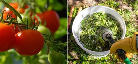 photo comparative montrant des plants de tomates traités au purin d'ortie vs non traités