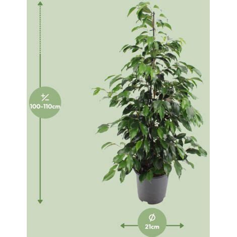 ficus benjamina dans un intérieur lumineux