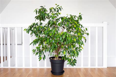 méthode d'arrosage d'un ficus
