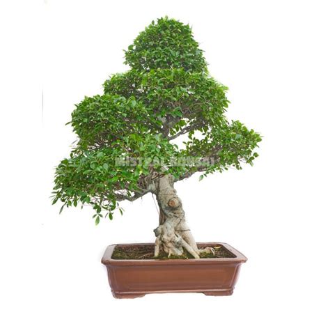ficus bonsaï formé en style droit