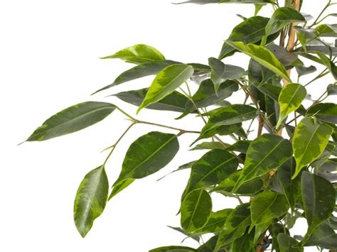 différentes variétés de ficus