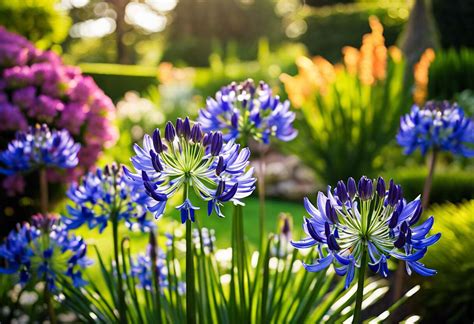 Variétés d'Agapanthus