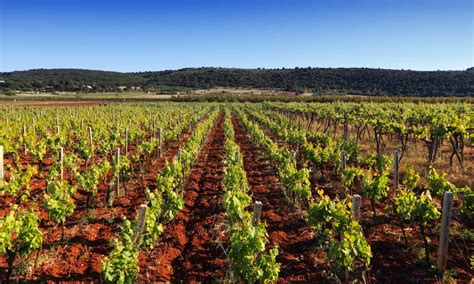 Vignoble dans la région d'Angers