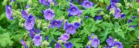 un massif de géraniums vivaces aux fleurs bleues et violettes
