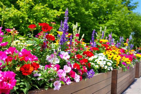 un assortiment de fleurs d'été colorées dans une jardinière en plein soleil