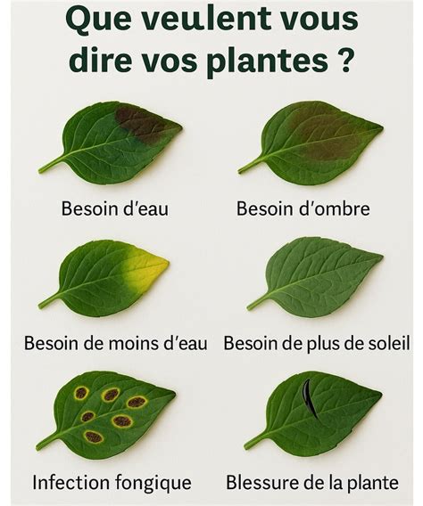 Infographie montrant les signes visuels qu'une plante a besoin d'un tuteur