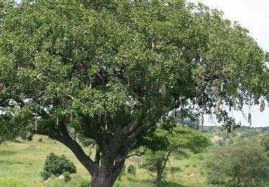 Illustration d'un grand arbre africain, le Prunier d'Afrique