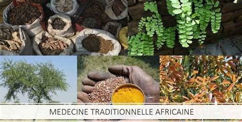 Ancienne gravure représentant l'utilisation traditionnelle de plantes médicinales africaines