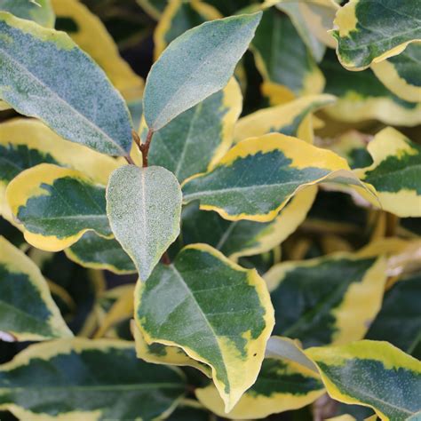 Photographie d'une haie d'Eleagnus ebbingei ‘Gilt Edge’