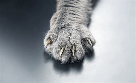 Gros plan sur les griffes d'un émousseur