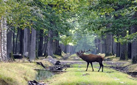 Paysage de la forêt de Rambouillet avec des pins