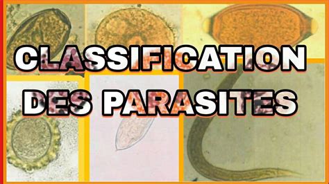 Illustration de différents parasites courants sur les bonsaïs