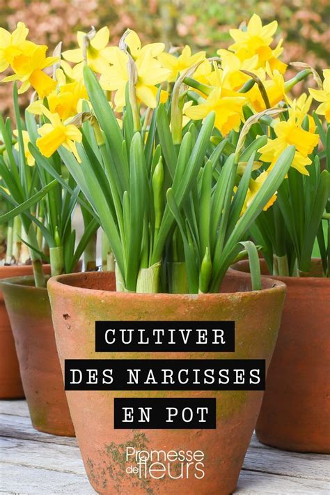 Tableau des différentes classifications des narcisses