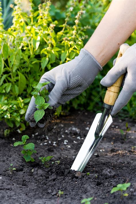 jardinier appliquant un désherbant sur des mauvaises herbes