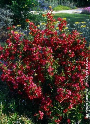 Weigelia Nain Rouge en fleurs