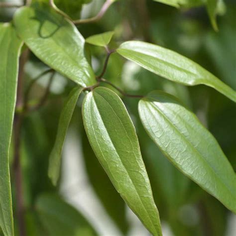 Détail des feuilles persistantes et lustrées de la Clématite armandii