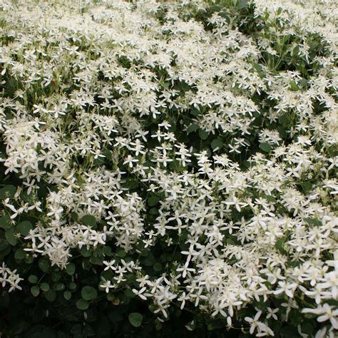 fleurs blanches étoilées et feuillage vert brillant de la Clematis armandii