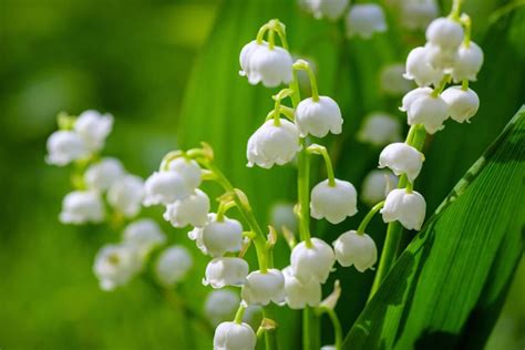 gros plan sur les fleurs blanches parfumées évoquant la fleur d'oranger