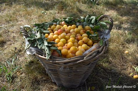 Panier de mirabelles fraîches récoltées