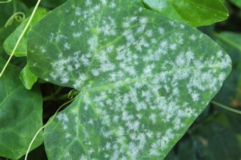Lierre avec taches blanches sur les feuilles